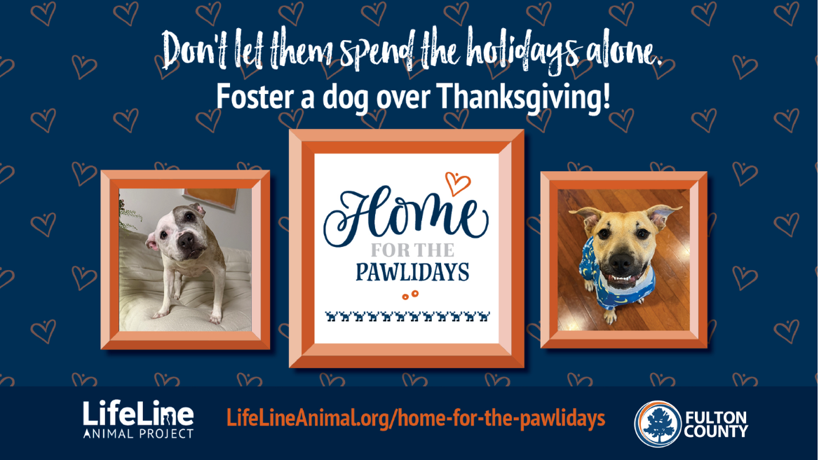 Don't let them spend the holidays alone. Foster a dog over Thanksgiving! Home for the Pawlidays.