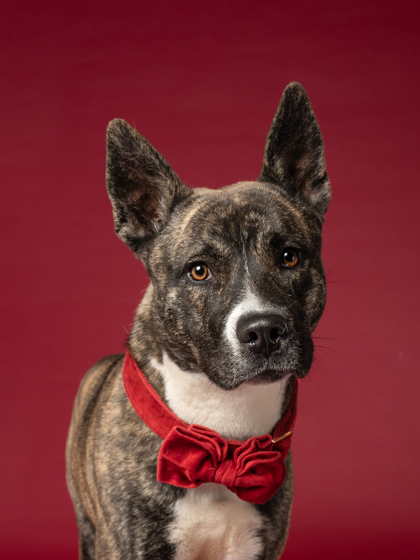 Professional headshot of a dog named Dreko