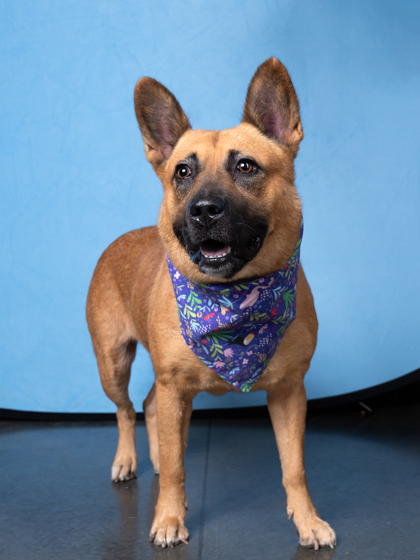 Professional headshot of a dog named Essya
