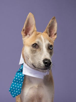 Professional headshot of a dog named Terry Trout