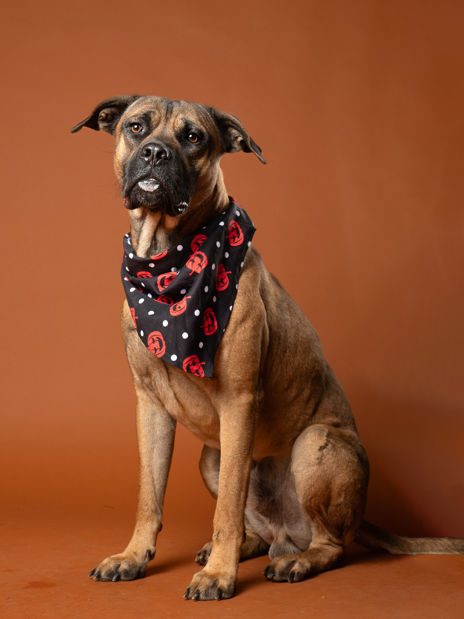 Picture of Buster the dog