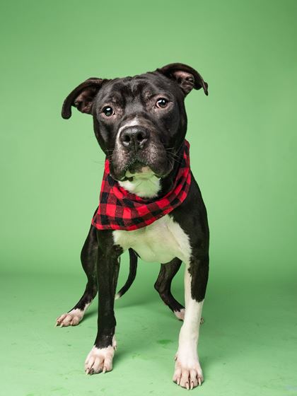 Picture of Captain Kid the Dog Standing