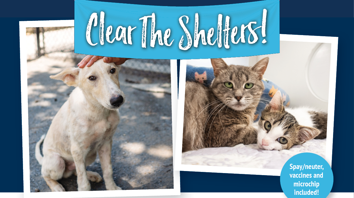 LifeLine Animal Project Needs Your Help to Find Homes for 500 Pets