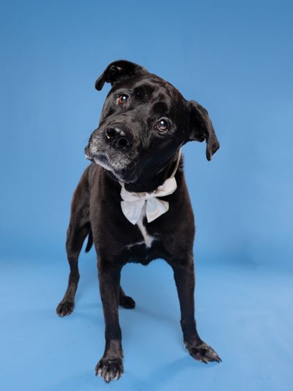 Cole the black dog standing with his head tilted to the right side 