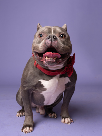Duece is a grey dog sitting down with a red bow around his neck.