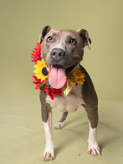 Gabbie the grey and white dog standing up with flowers around her neck