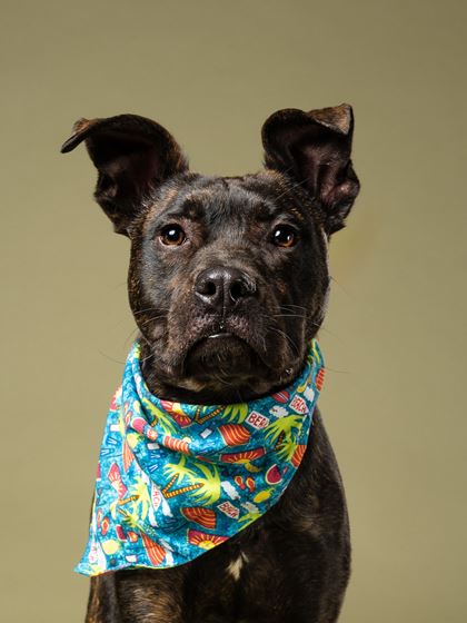 Kibo the black dog standing with a colorful scarf around his neck