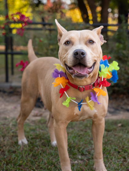 Photo of Magnolia the dog standing in a park