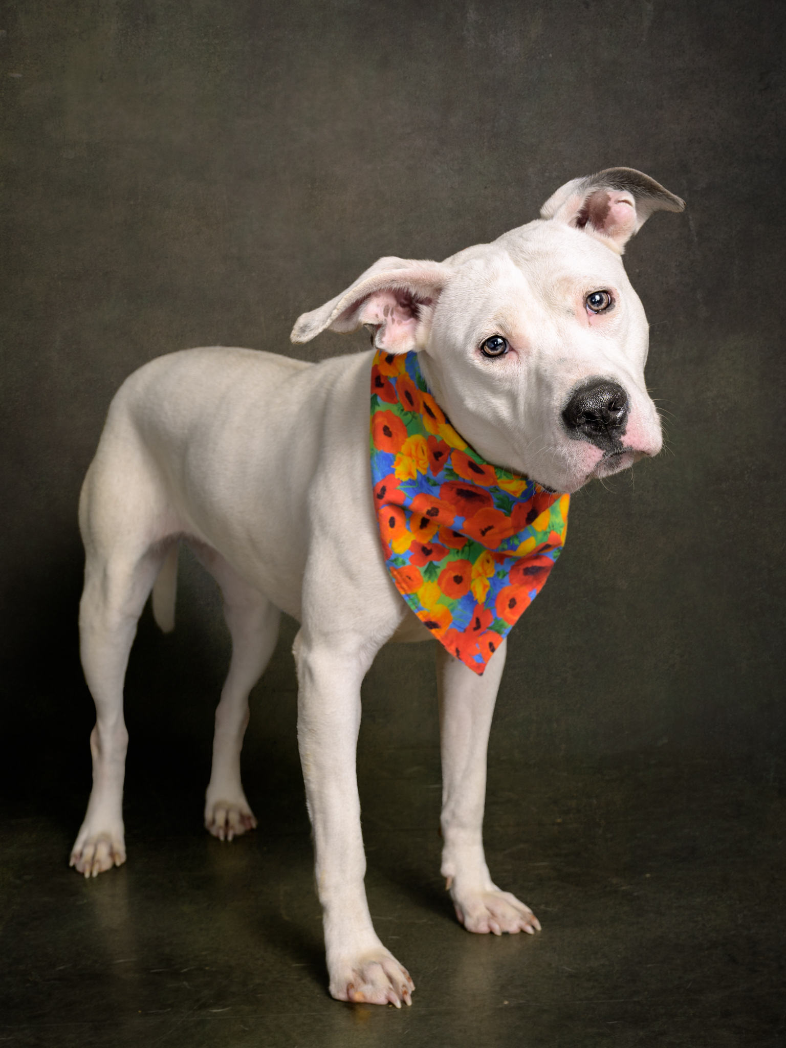 Queso the white dog standing with a colorful scarf on her neck