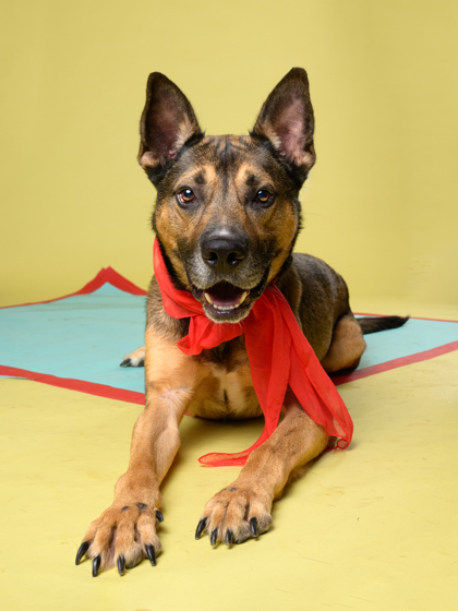 Tracker Jack the black and brown dog laying down with a red scarf around his neck and a blue mat under him 