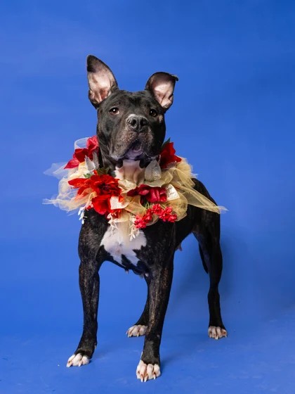 Yanga the black dog standing up with a red and beige flower necklace