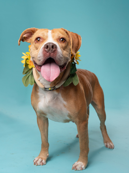 Marge the brown dog standing up with a yellow flower around her neck and green leaves