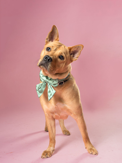Tessa the brown dog standing up with a green bow around her neck