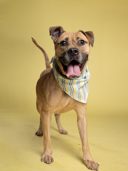Photo of Ryder the dog standing with his tongue out of his mouth