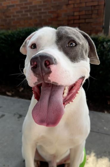 Photo of white dog sitting down with his tongue out of his mouth. 